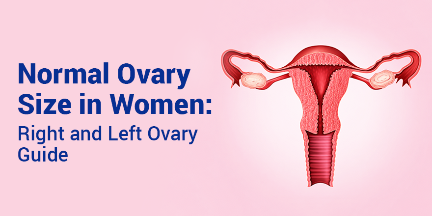 Normal Ovary Size in Women: Right and Left Ovary Guide